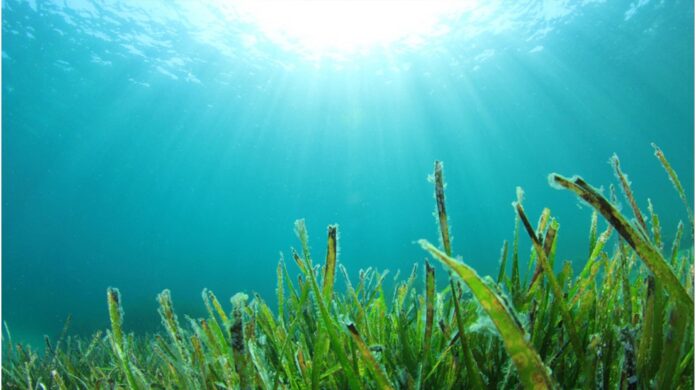 Tratament comun cu alge marine