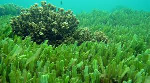 Alge marine potabile